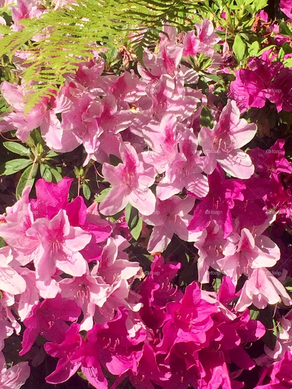 Spring Pink Floral