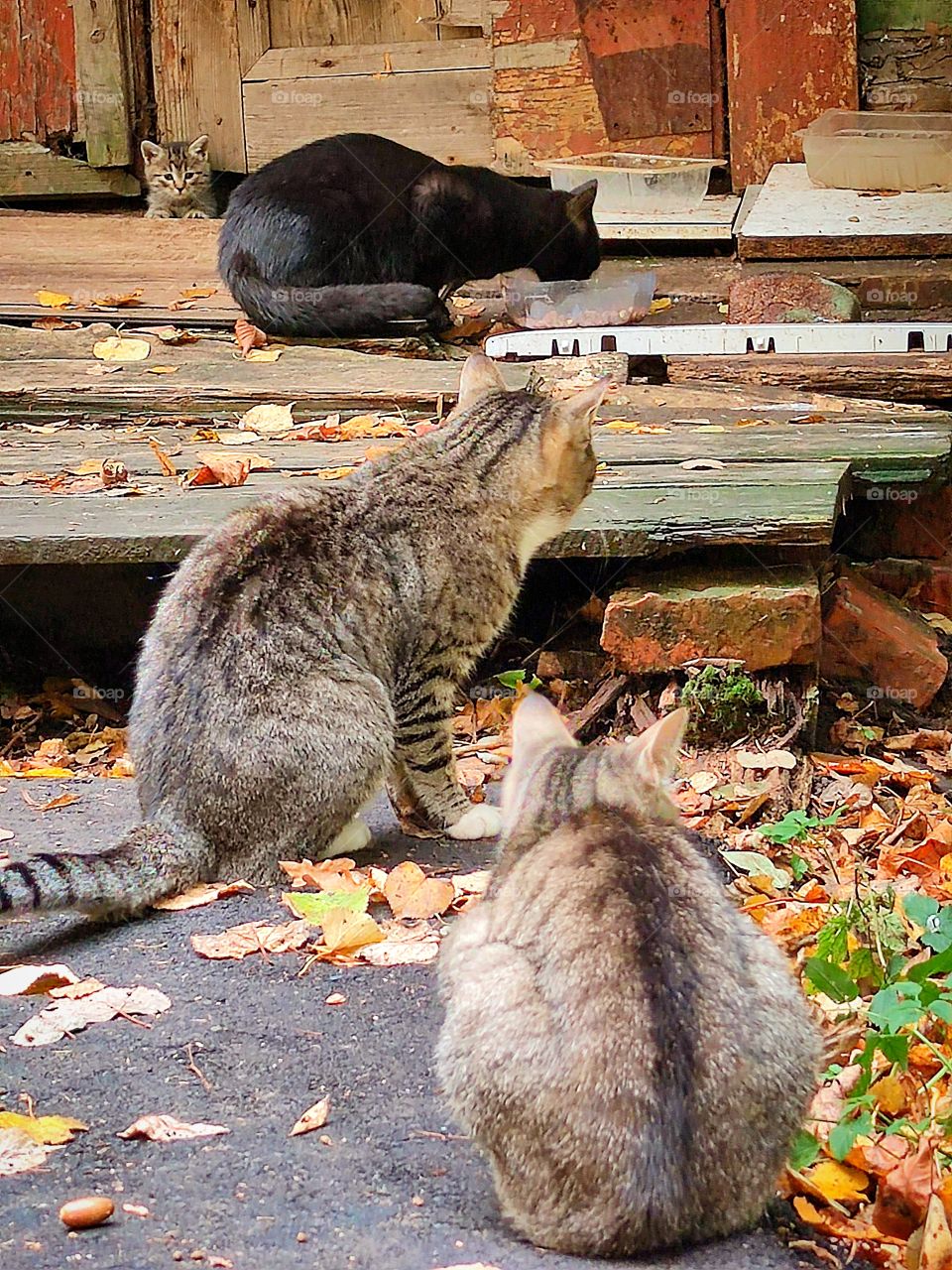 Autumn.  Old wooden abandoned house.  Two gray cats.  In the background, a black cat is eating.  A gray kitten crawls out of the crack