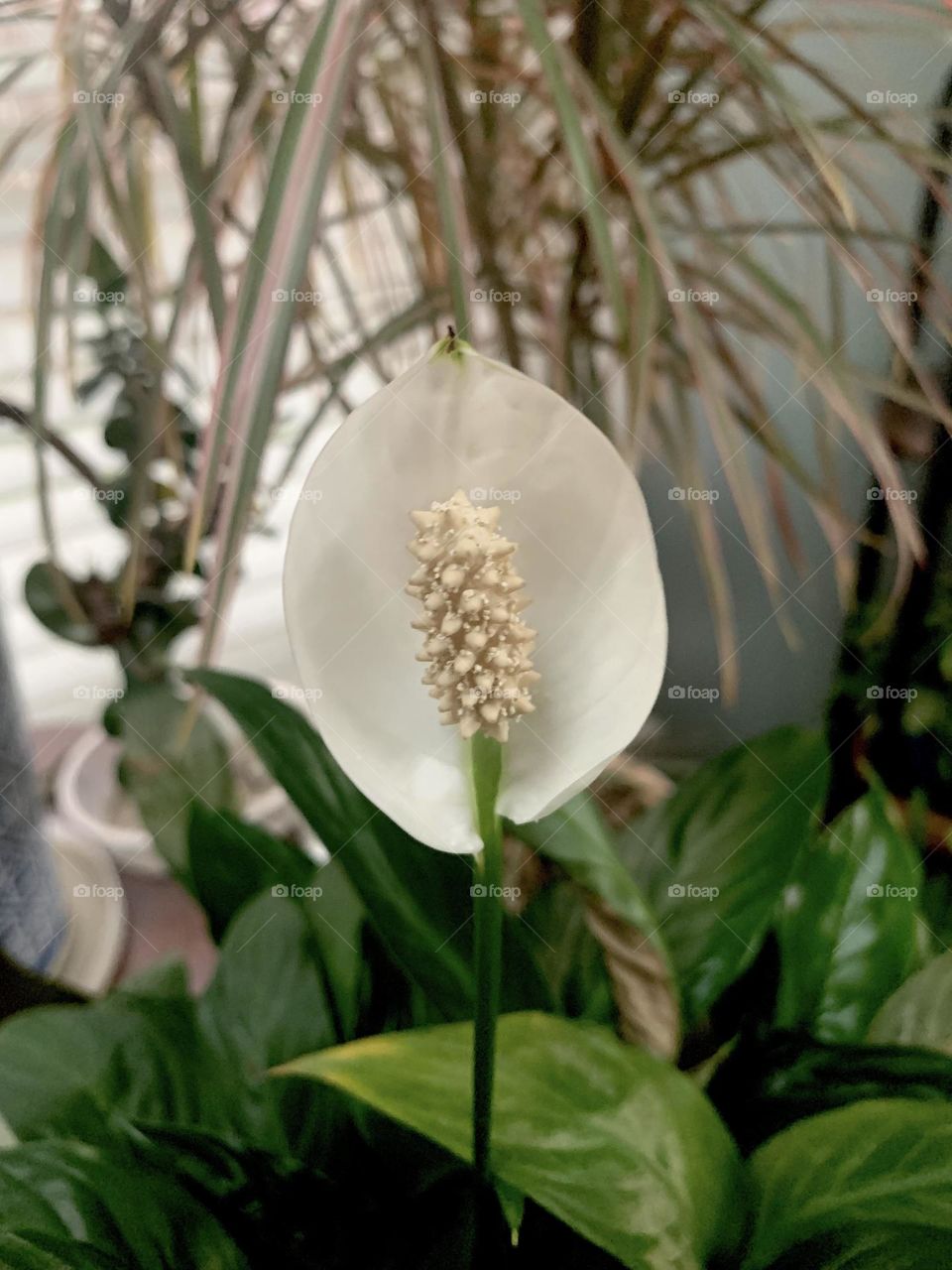 Indoor blooms 2