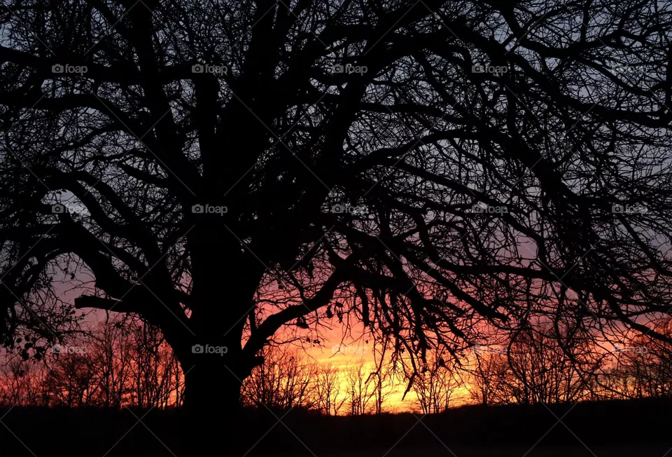 Sunset tree 