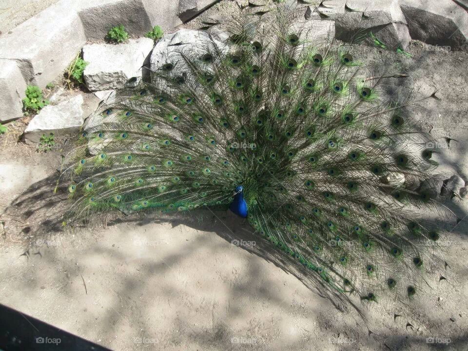 peacock