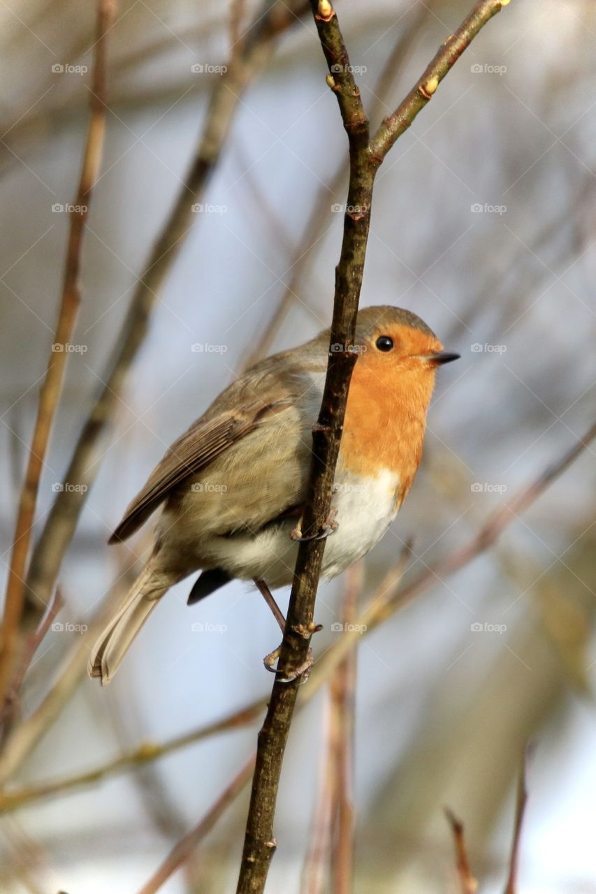 Robin 