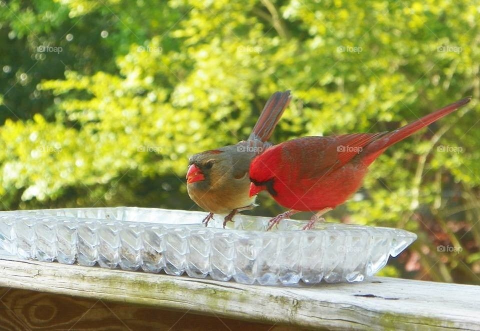 Cardinal pair