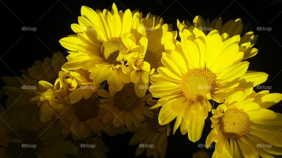 Flower, Nature, Flora, Color, Floral