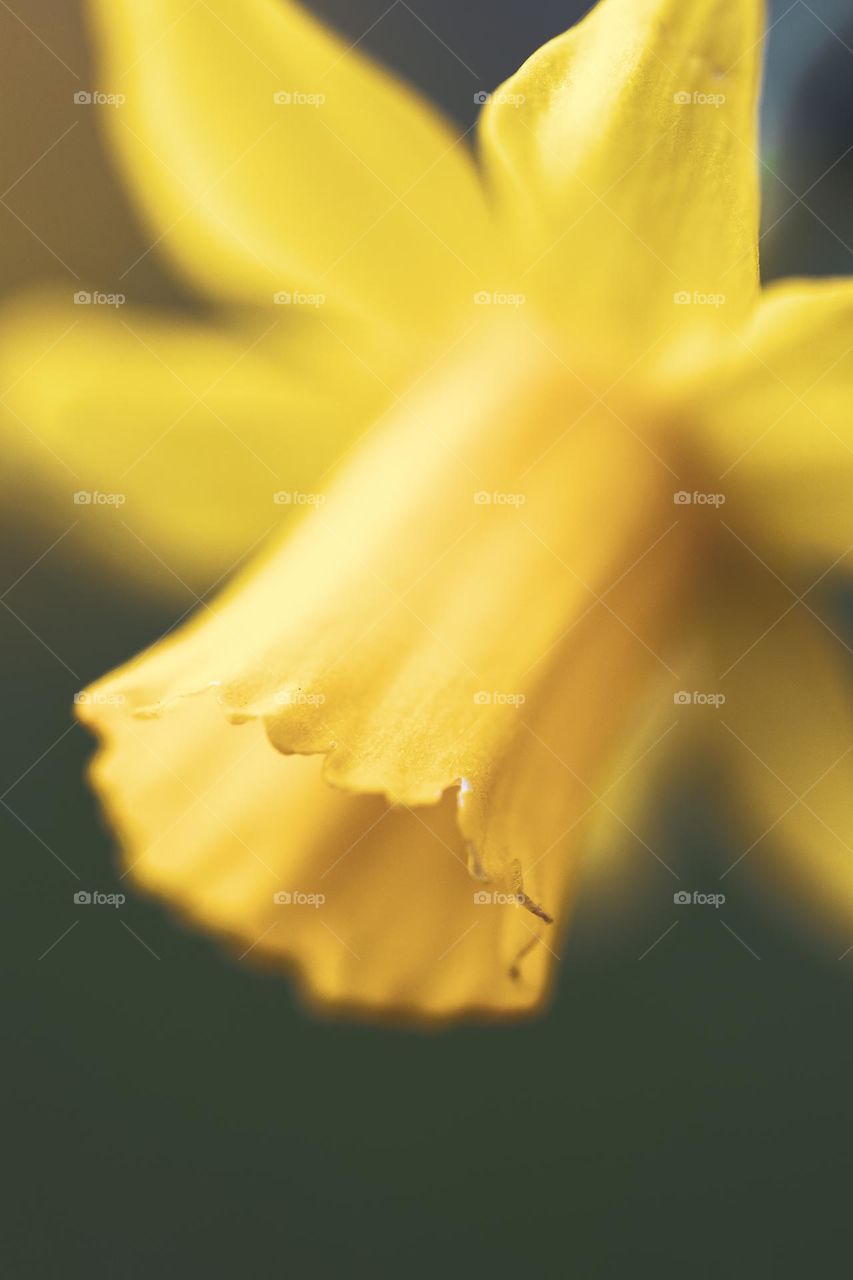 a macro portrait of a yellow daffodil flower. the edge of the chalice flower is sharp and the rest is blurred, giving it a art look.