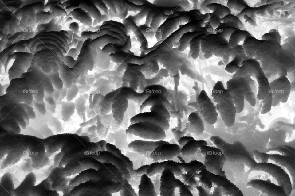 I love creating abstracts and I used some of my ice and snow pictures and experimented with desktop techniques and tools. This is an infrared black and white of some snow covered salal leaves. 