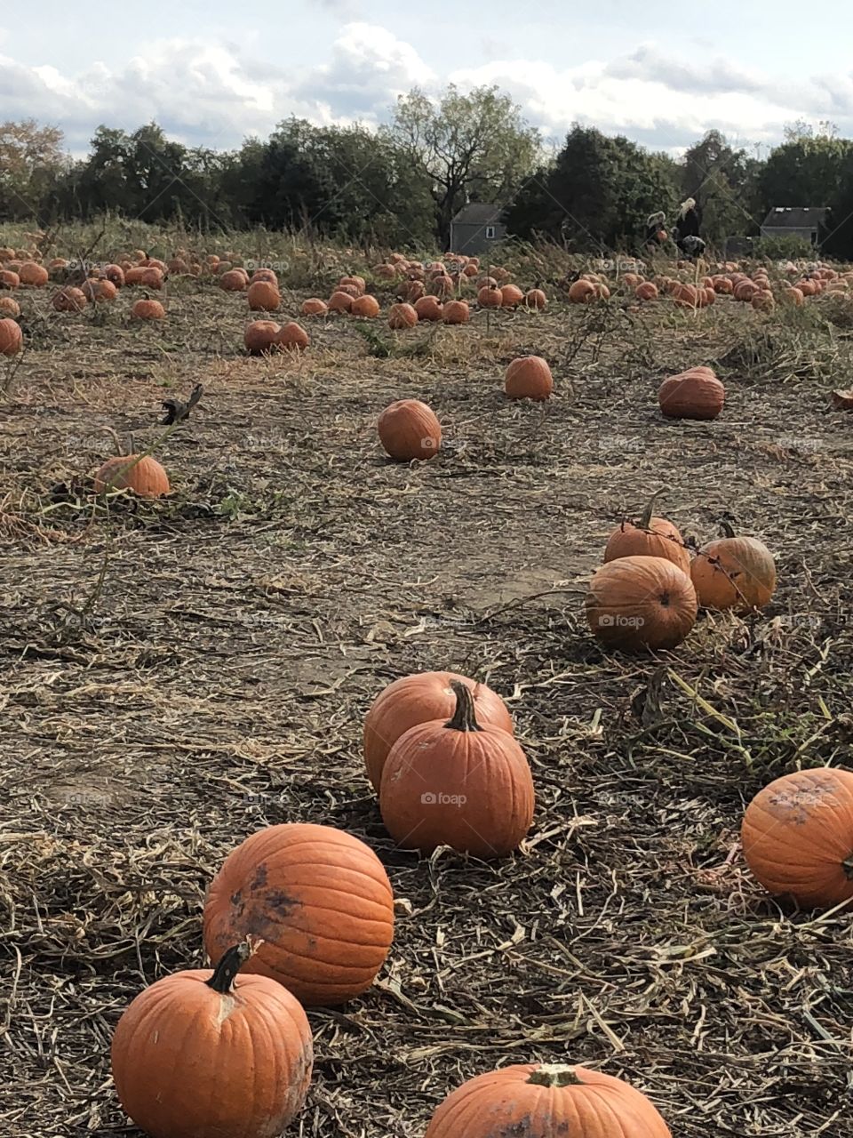 Land of pumpkins