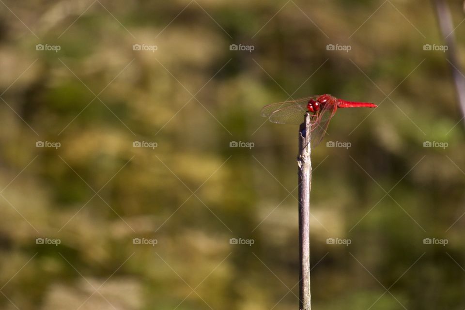 Red Dragonfly Close - Up