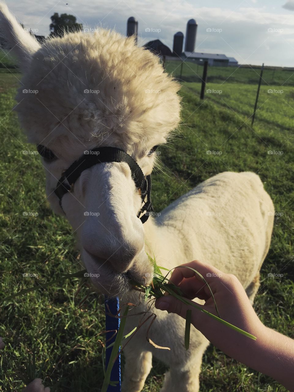 Hand Fed Friend