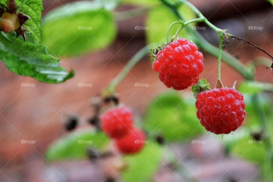Berries