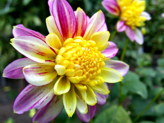 Flower