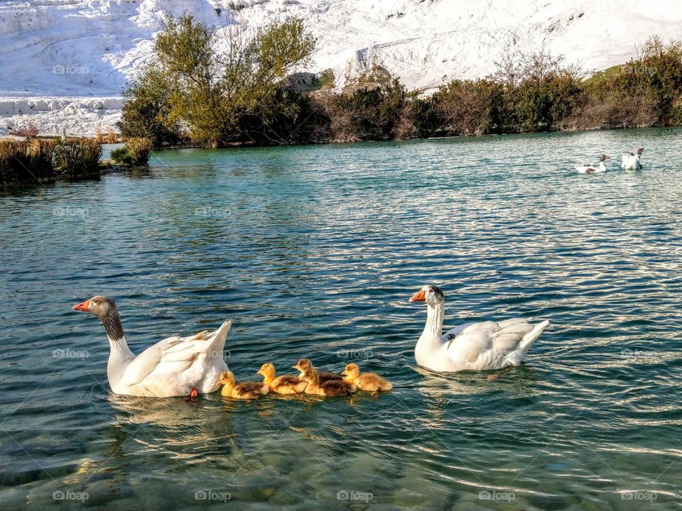 A swan family were swimming in the lake, looked like very happy. is a beautiful landscape.