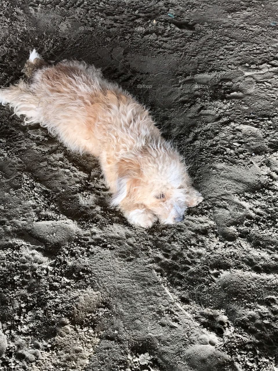Small dog laying down on the beach in Colombia