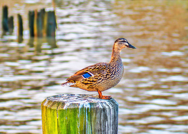 New York duck