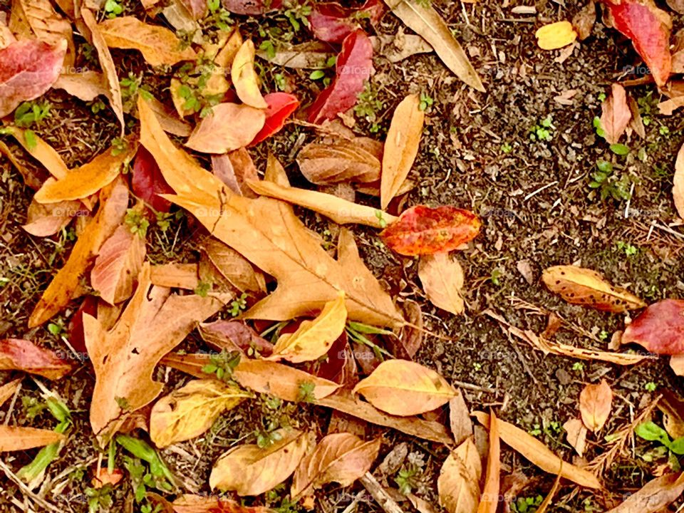 Fallen leaves 