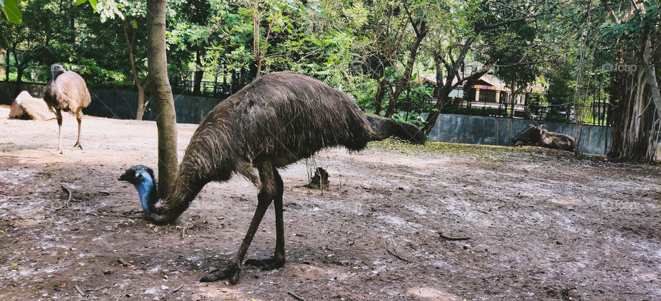 emu