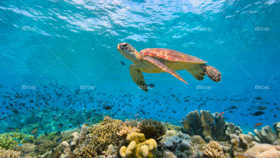 Snorkeling nella barriera corallina