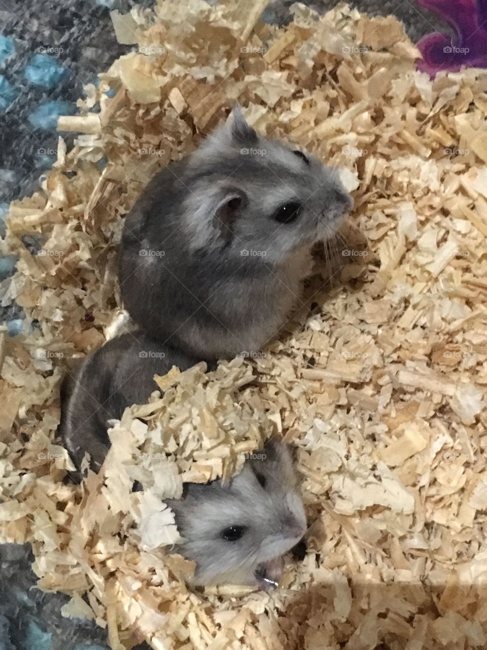 Two dwarf hamsters in sawdust from above
