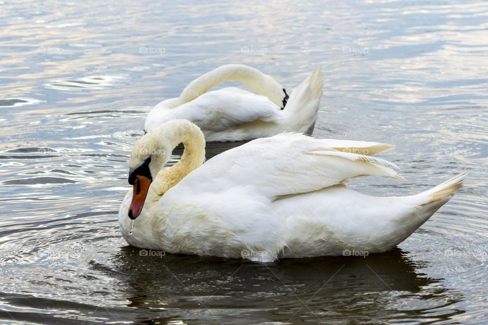 Swans