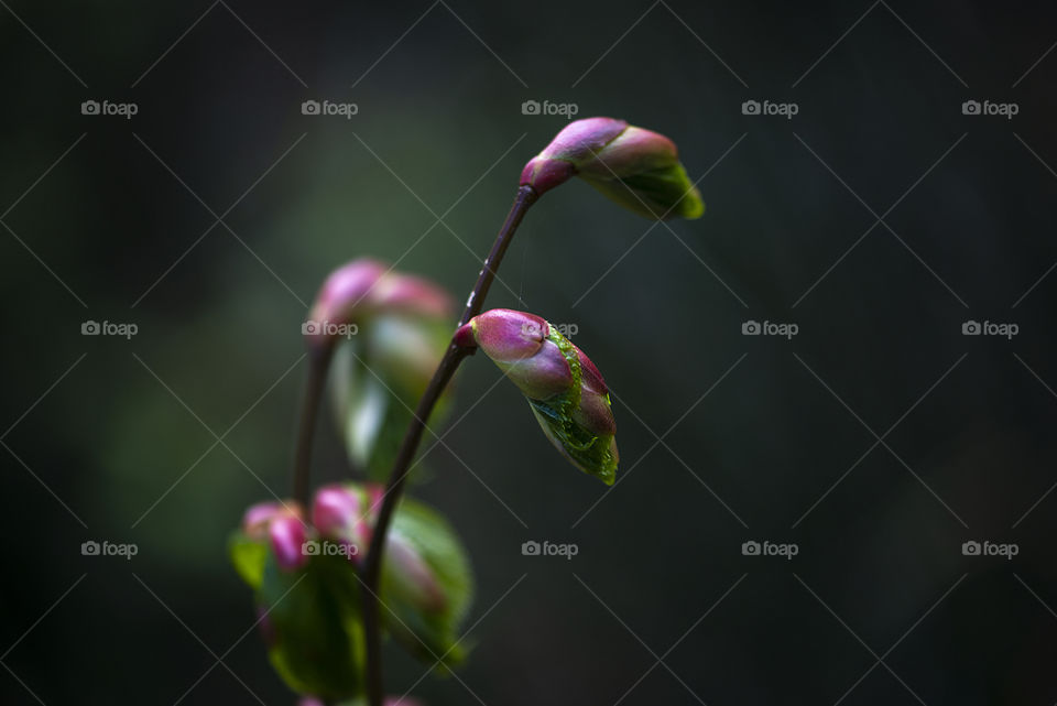 Flowering tree leaf buds in springtime