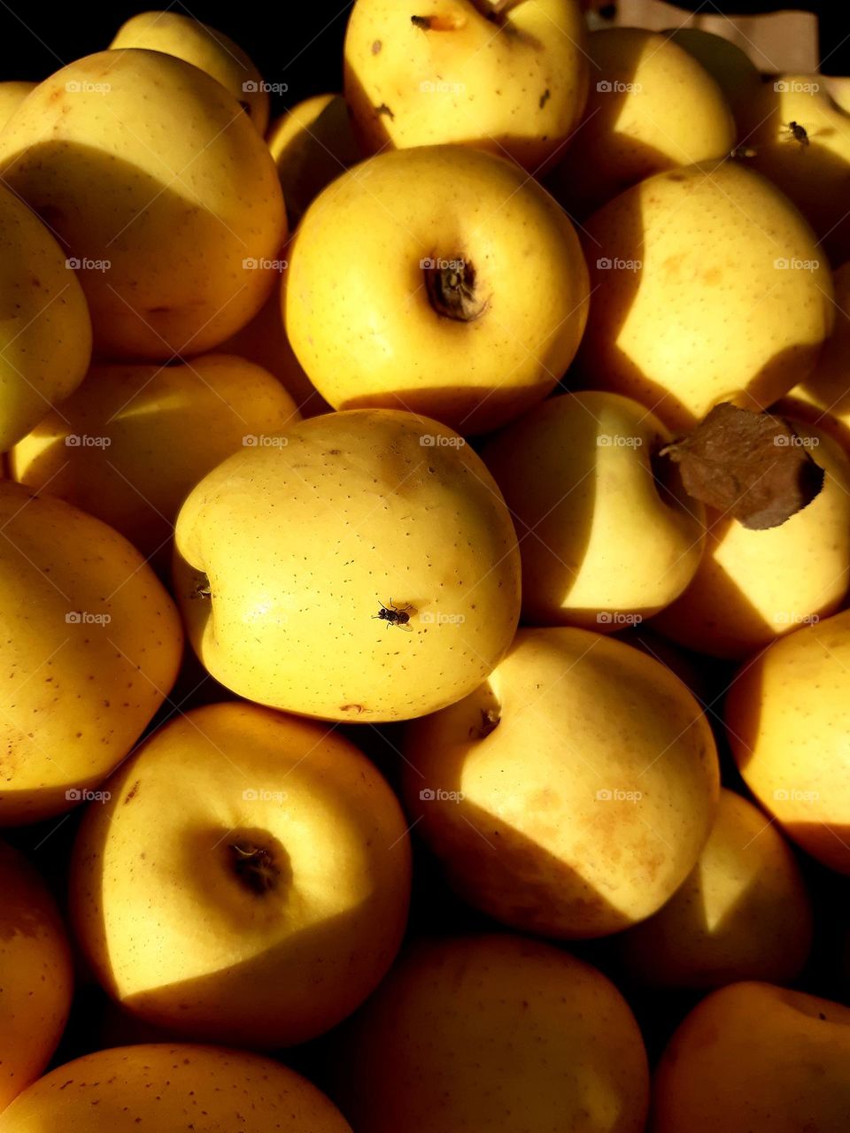 A close-up of golden yellow apples stacked under sunlight, with shadows and dark speckles on the skin. A small insect is visible on one of the apples. The photo was taken in Marrakech, 2 march2024