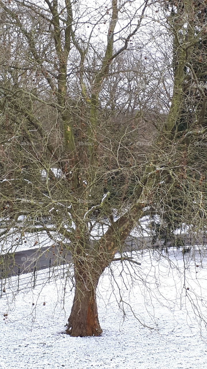 Tree In the Snow