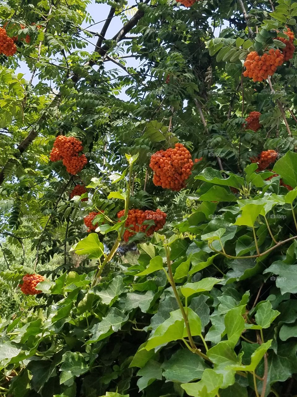 some weird berry tree in the dikman vadesi park in Ankara Turkey