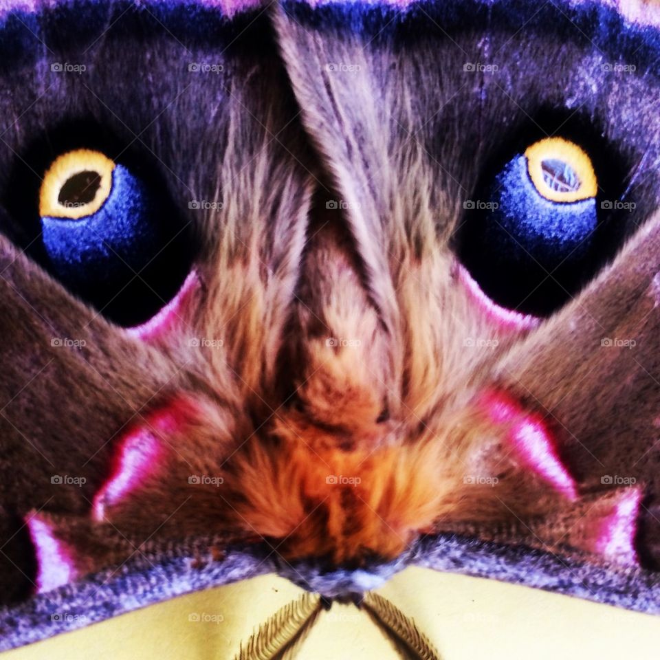 Moth eyes