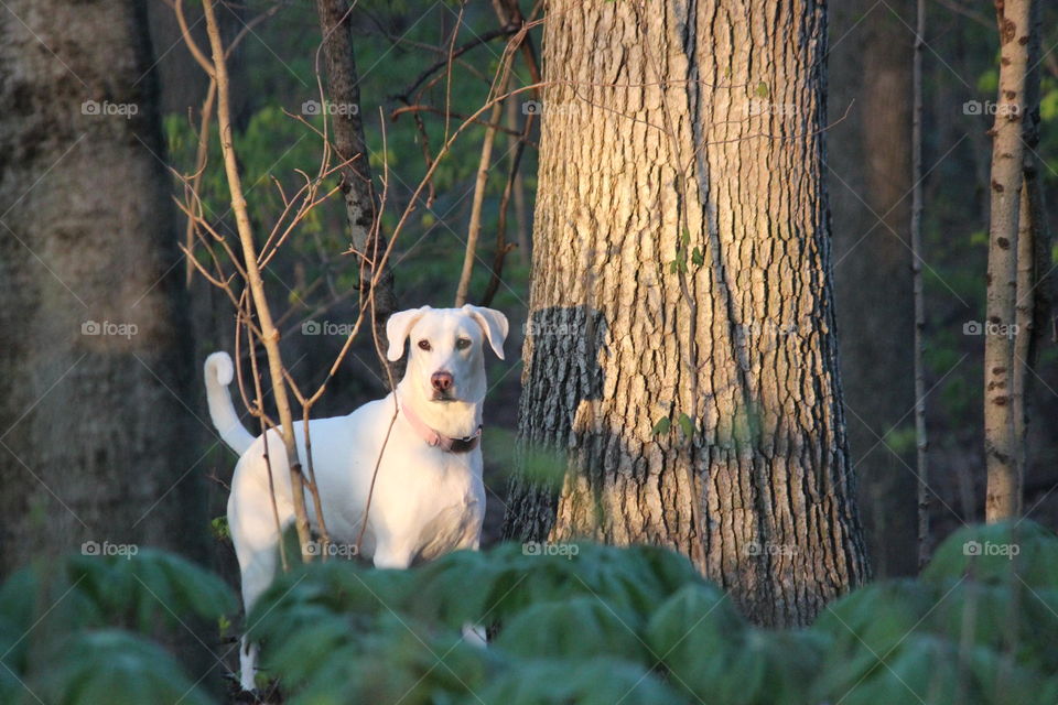An early summer morning walk in the woods with my dog Elle, love the perfect head shadow