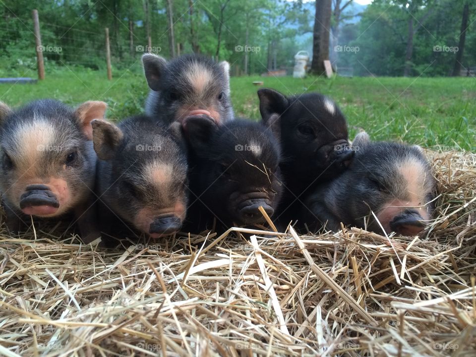 Six lil piglets 