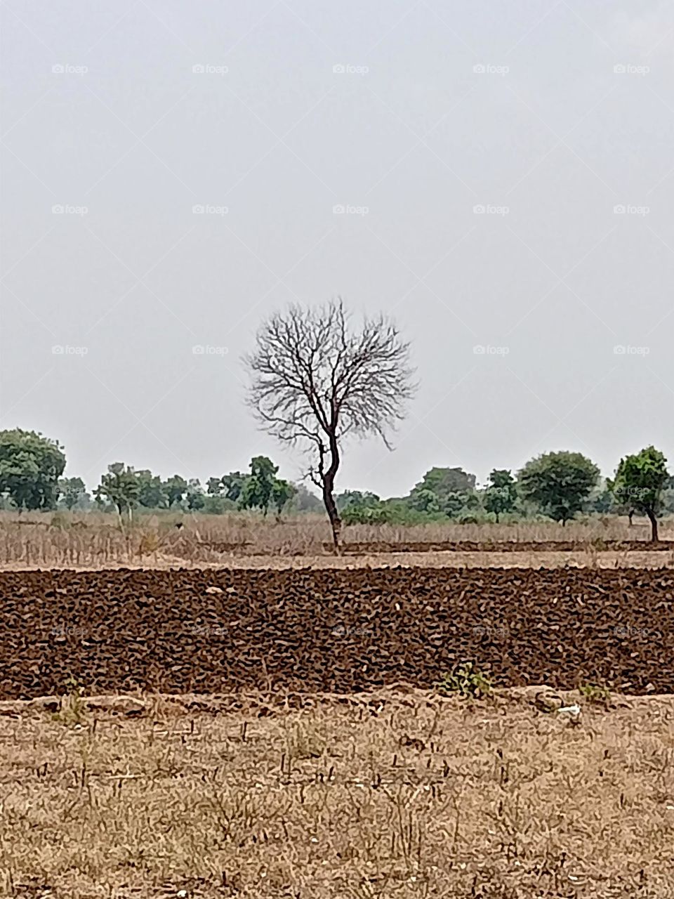ravarma natural tree art