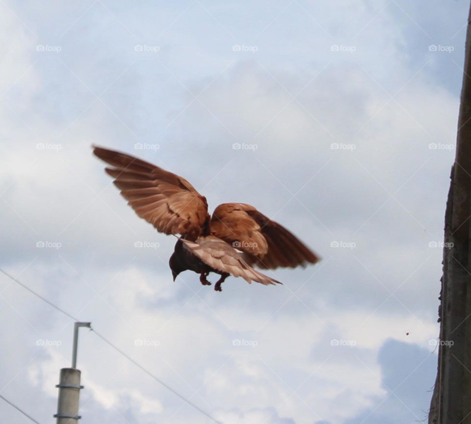 seen a dove flying under the cloudy sky with its wings spread as if enjoying the beauty of nature even though the weather was cloudy.