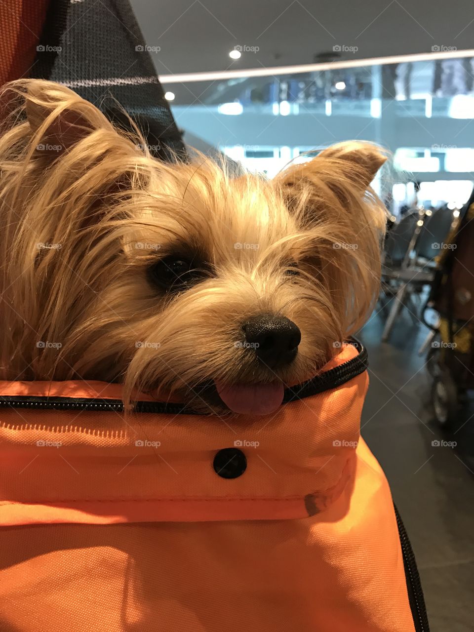My dog is in a naughty moment in the carriage, it’s hang out and fun. nose, mouth and tongue of my dog. (yorkshire terrier)