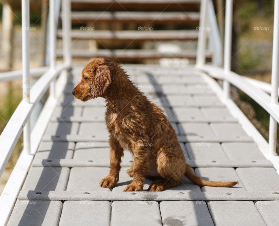 Puppy on the dock