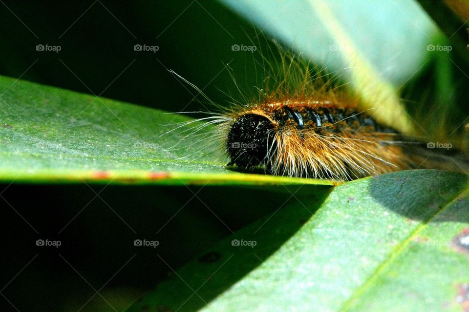 caterpillar looks like pekinese to me