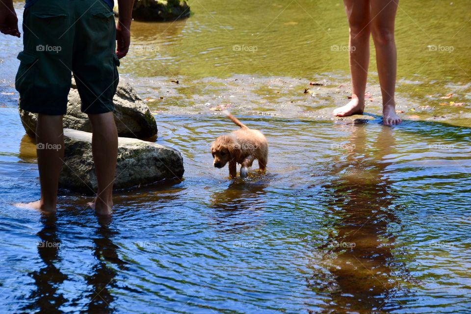 Puppy in the river