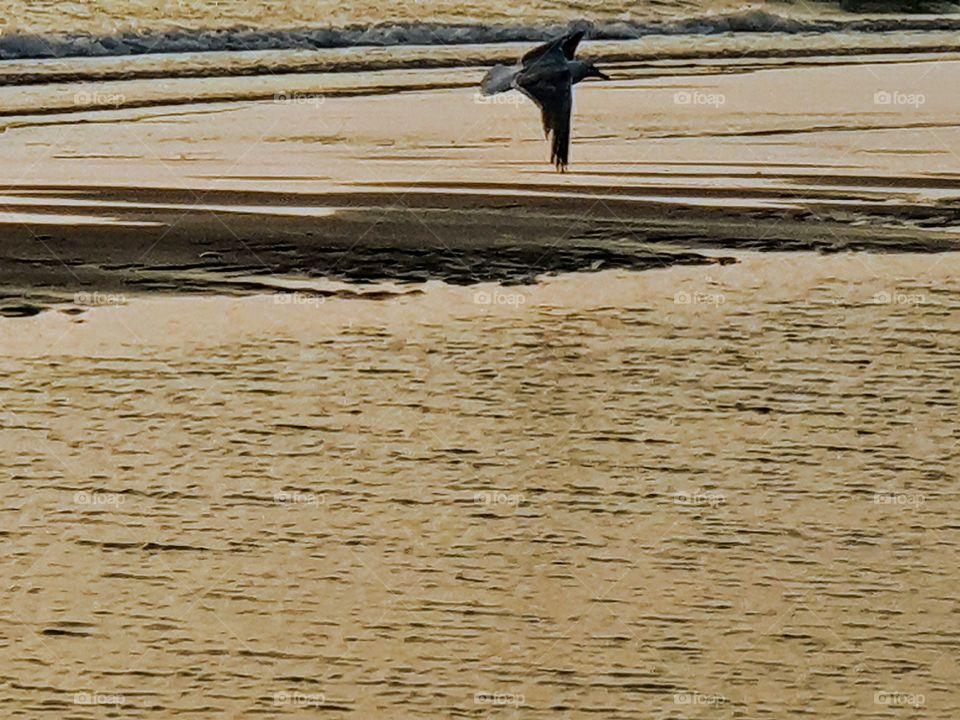 A gull flying above the sea. In the Netherlands on the Maasvlakte.