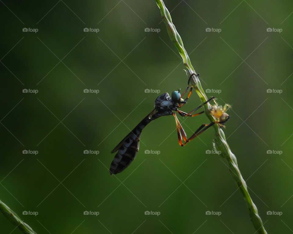 Leptogaster with prey
