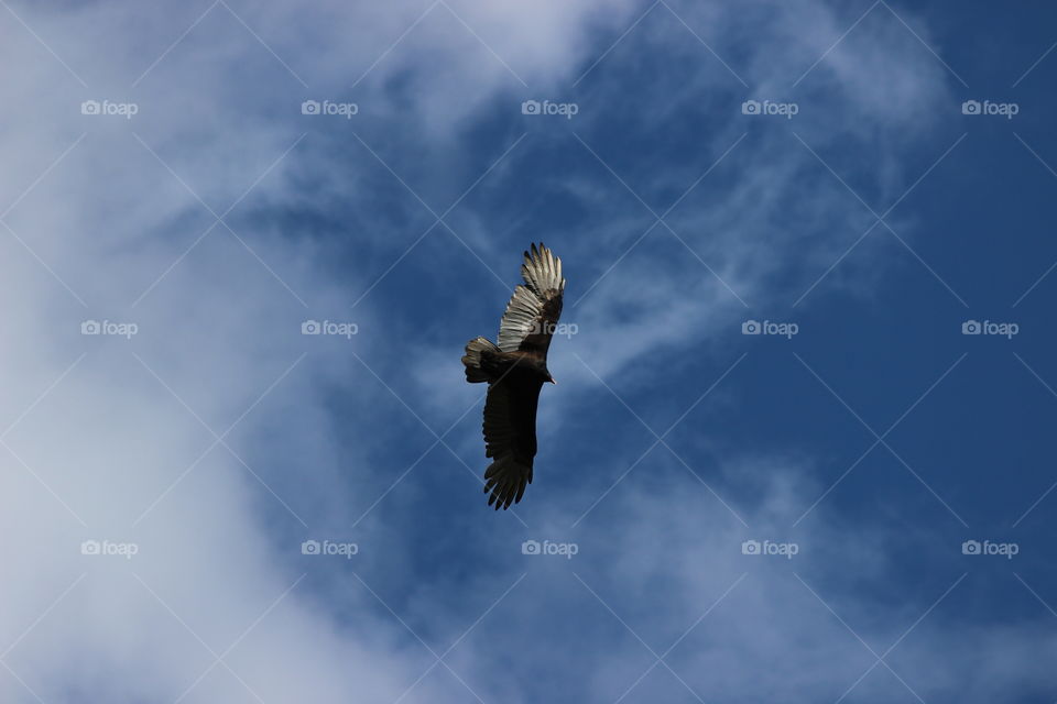 A Turkey buzzard soaring over the house under blue, partly cloudy skies