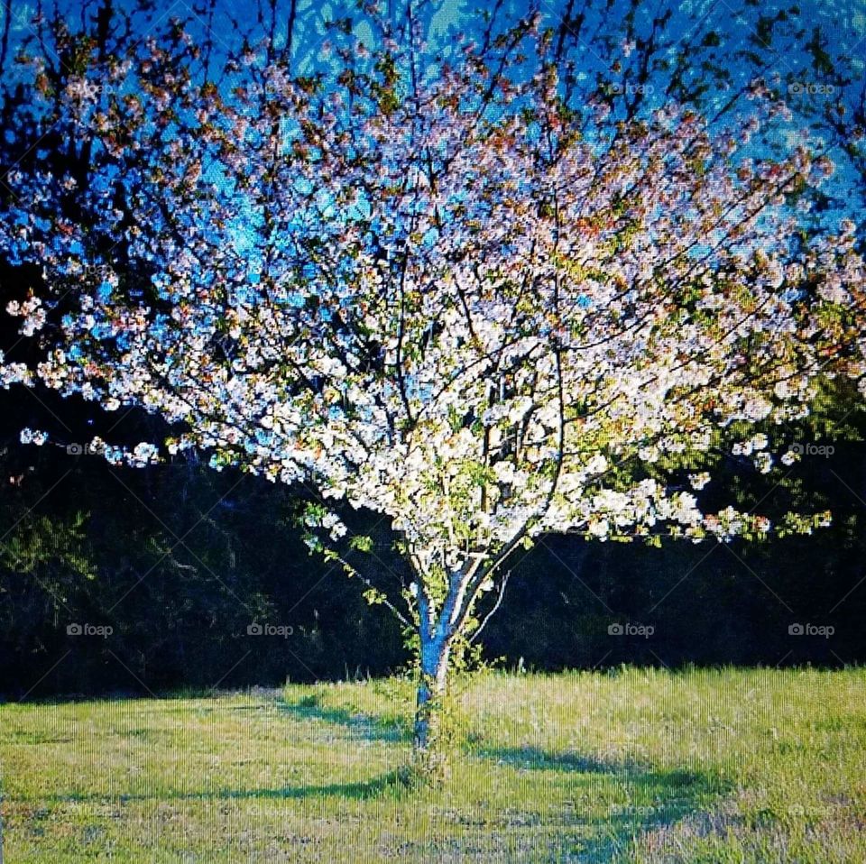 sunlight through the tree