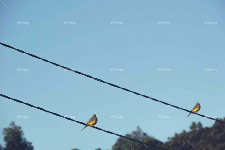 Bela ave de peito amarelo