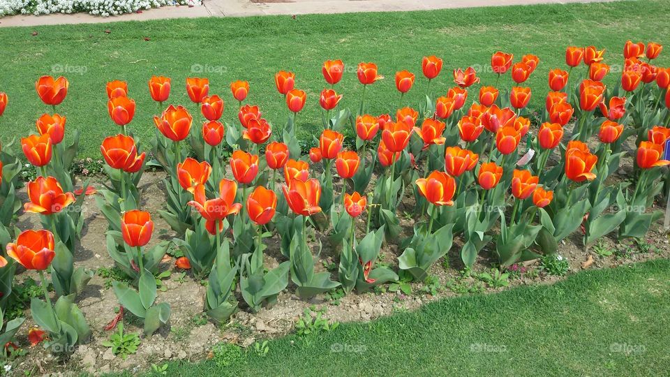 Flowers of tulip