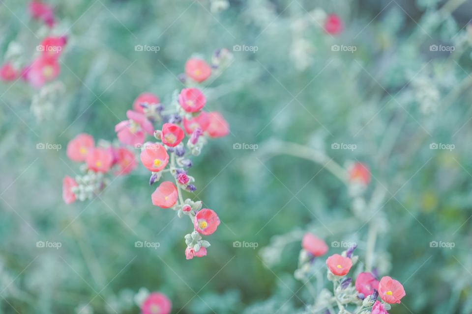 Red tiny flowers growing in the garden. 