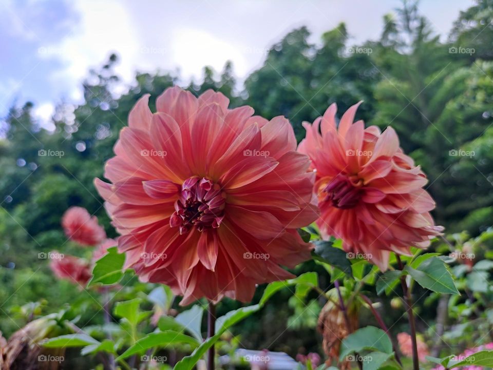 Dahlia Pinnata or also known as Belle of Baramera