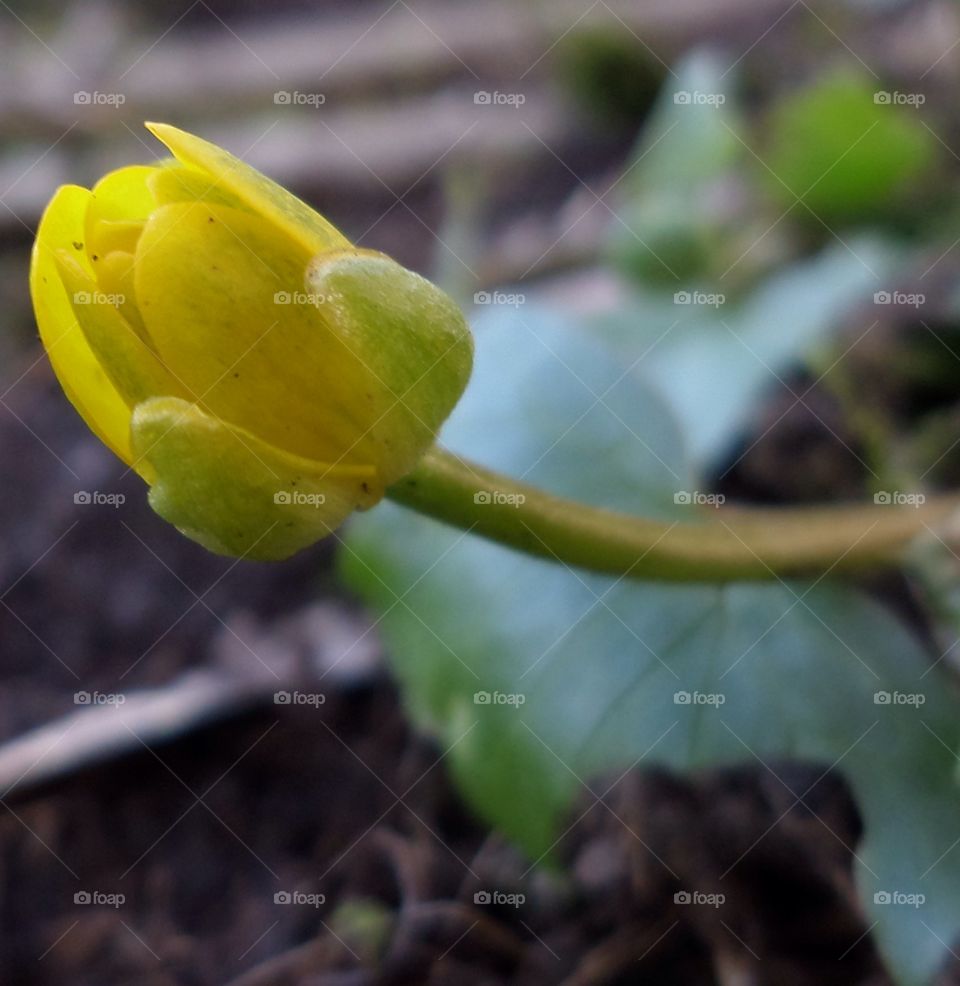 Svalört-Lesser celandine. Ranunculus ficaria