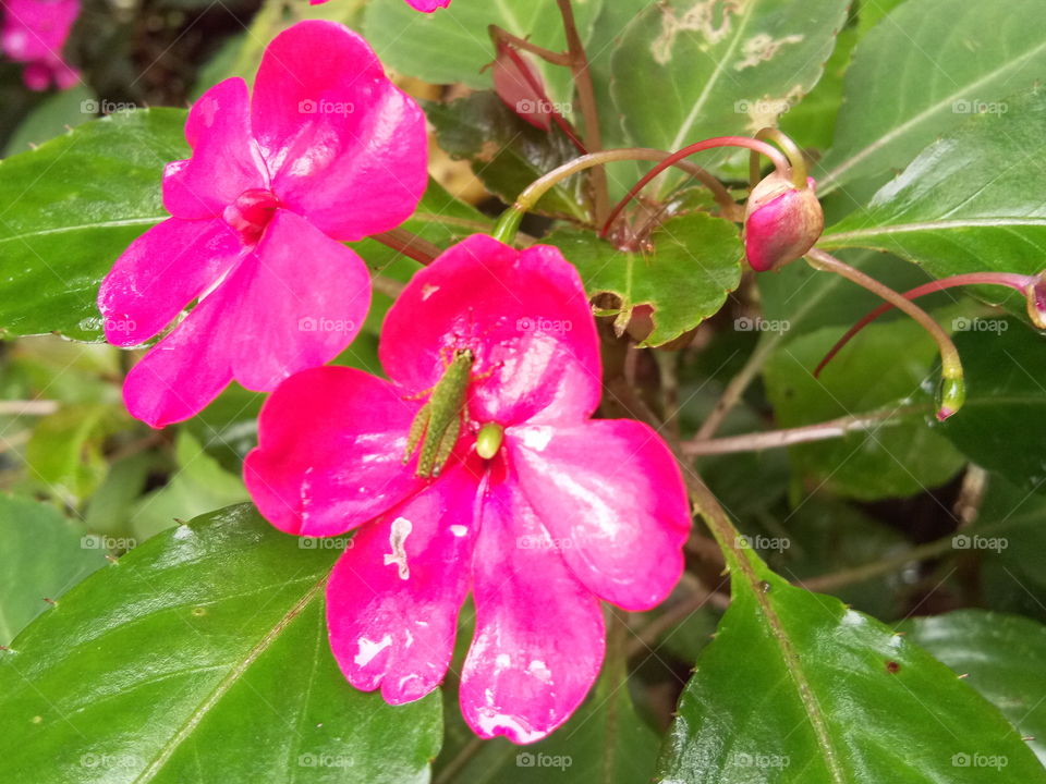 Grasshopper Rest on flower