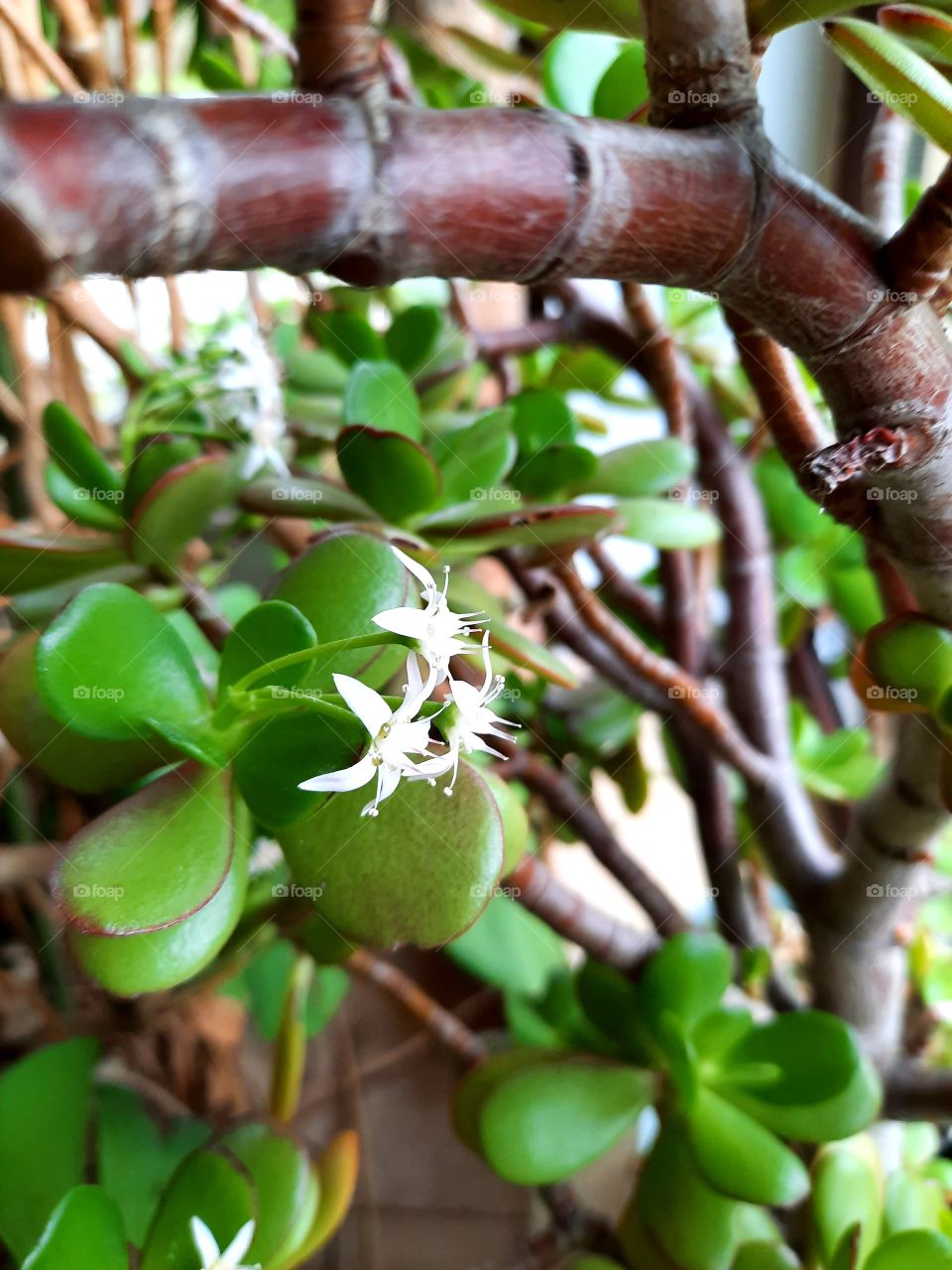 blooming of a succulent (Crassula ovata) with tiny delicate flowers