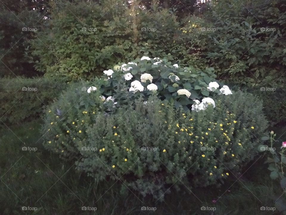 Kalanchoe is usually a disease-resistant flower, but sometimes due to improper care, it can cause adverse events, such as various diseases