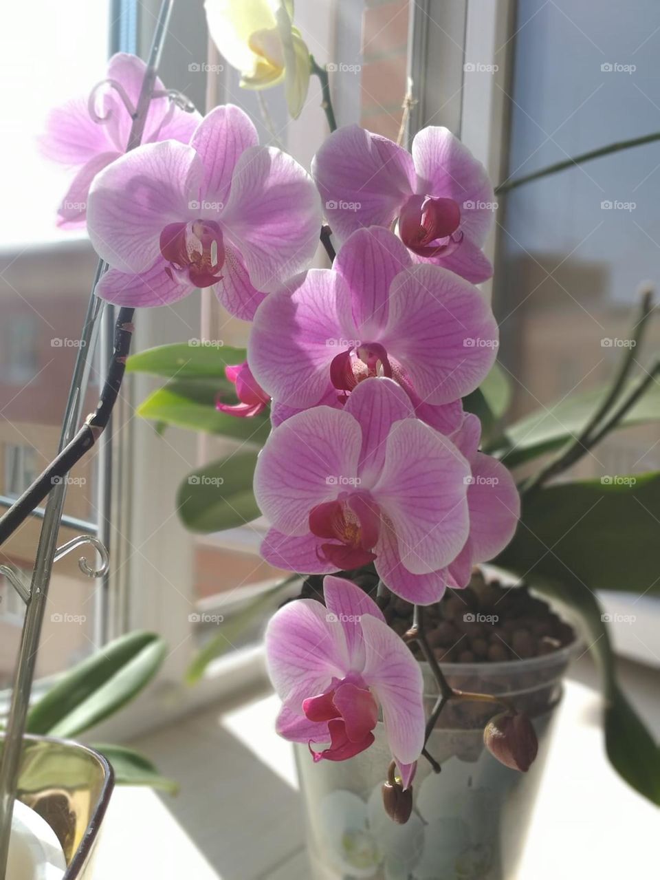 The words of hearty friends are the delicate scent of orchids.”