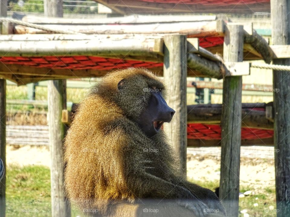 Yawning baboon 